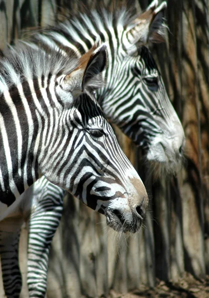 Ein Paar Zebras — Stockfoto