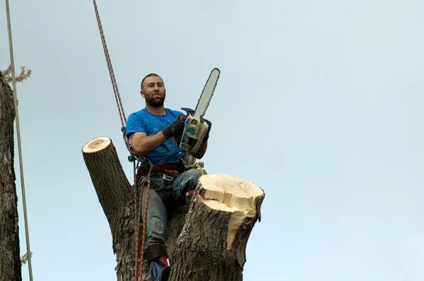 Lesníka na stromě Stock Fotografie