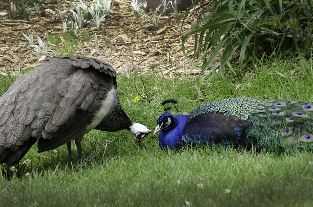 flirten dierentuin