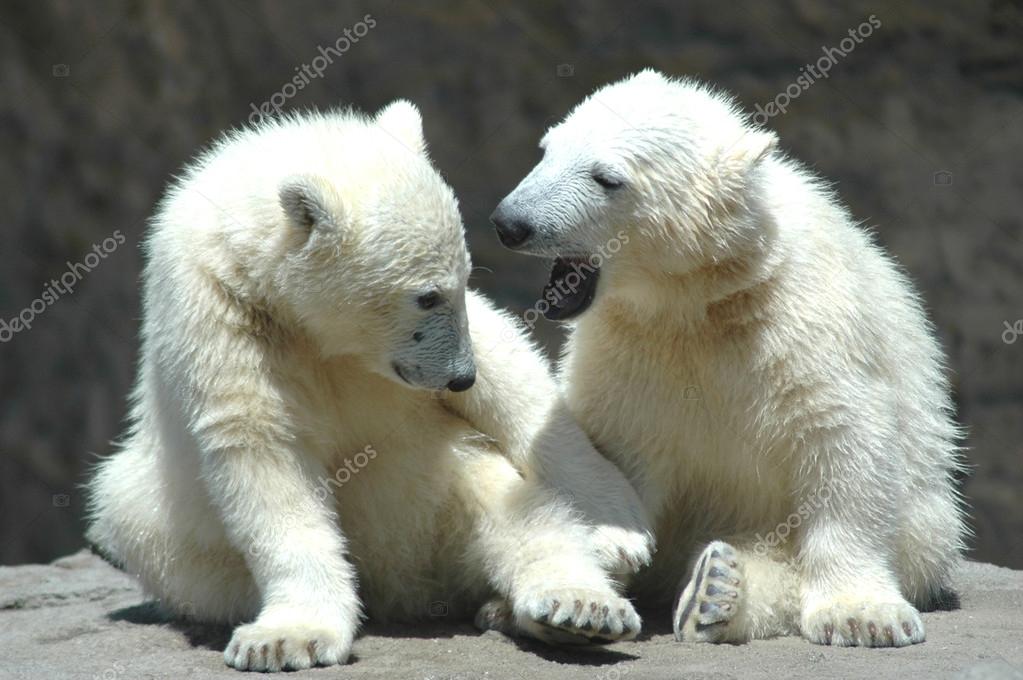 Young polar bears playing