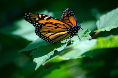 Üzerindeki yeşil yaprak güzel hükümdar