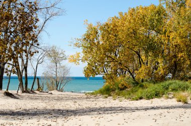 Michigan Gölü sahilde altın ağaçlar