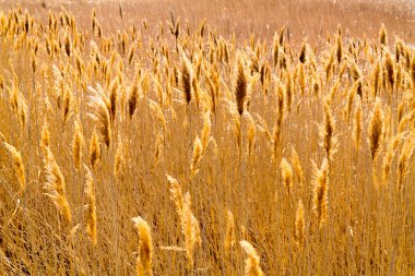 Amber dalgalar sonbaharda bitkiler