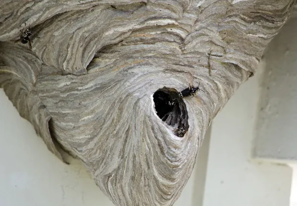 Large wasp nest under eves — Stock Photo, Image