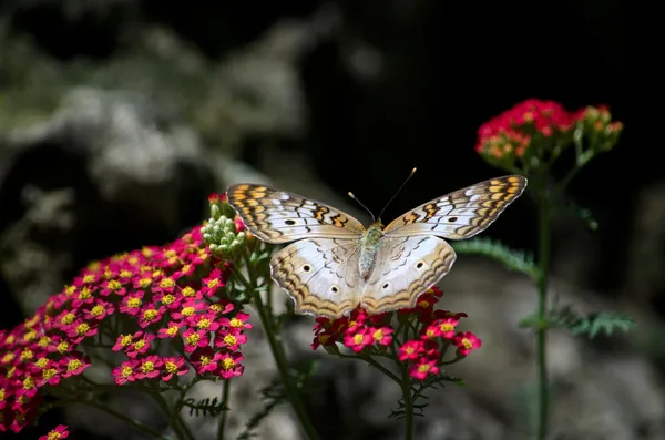 Flutterbys і квіти — стокове фото