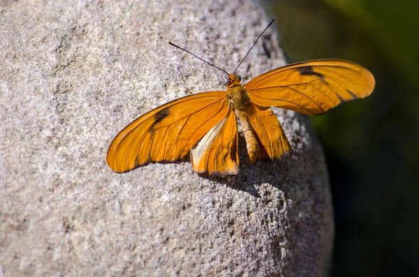 岩の端に金と黒の蝶 — ストック写真