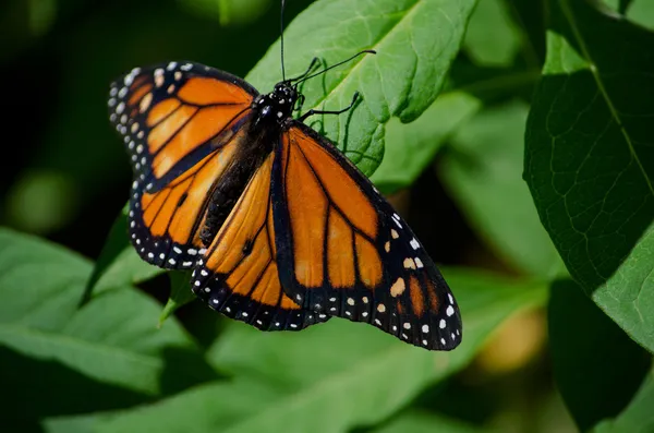 緑の葉に美しいオレンジ色の蝶 — ストック写真