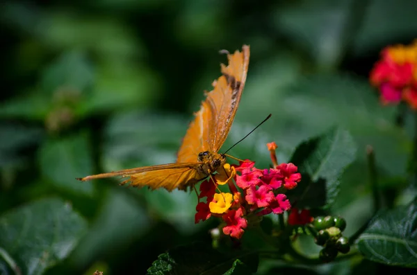 Помаранчевий і коричневий метелик з червоними квітами — стокове фото