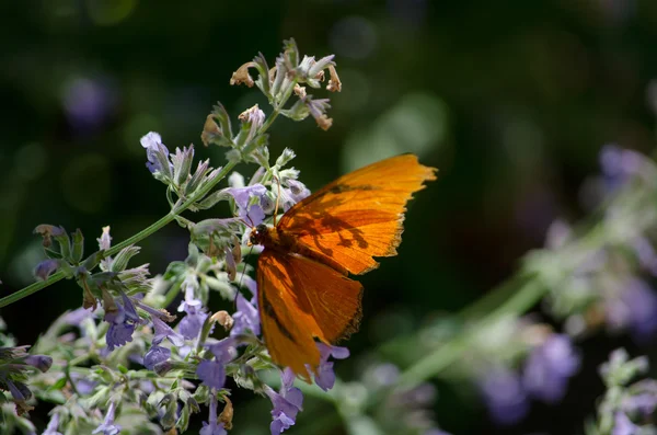 Помаранчевий і чорний метелик і квіти лаванди — стокове фото