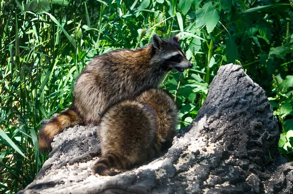 Racoons en un tronco — Foto de Stock