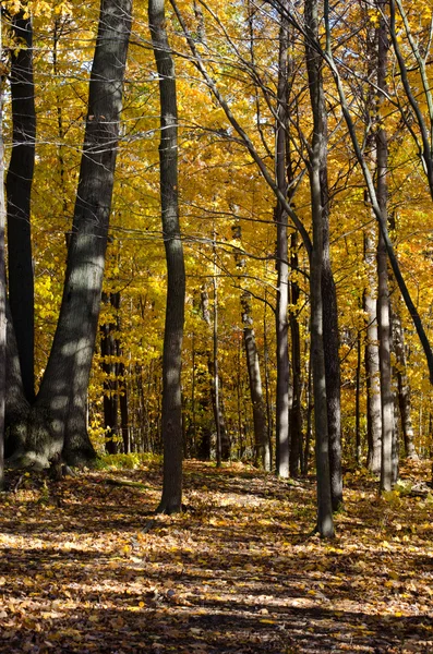 Golden autumn woods — Stock Photo, Image