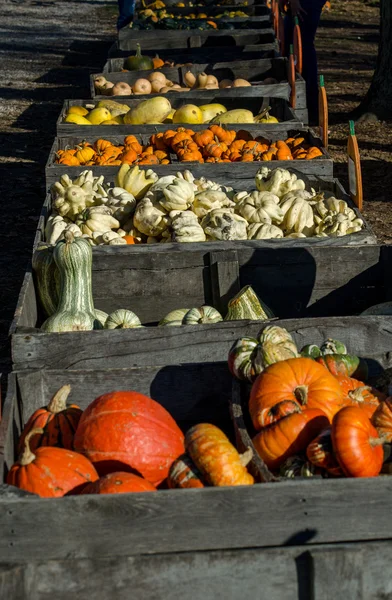 Houten bakken van kalebassen en pompoenen — Stockfoto