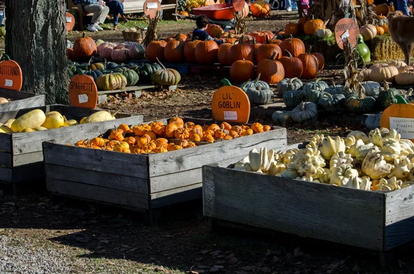 Variety of gourds and pumpkins — Stock Photo, Image