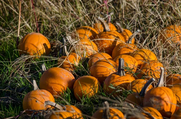 Montón de calabazas — Foto de Stock