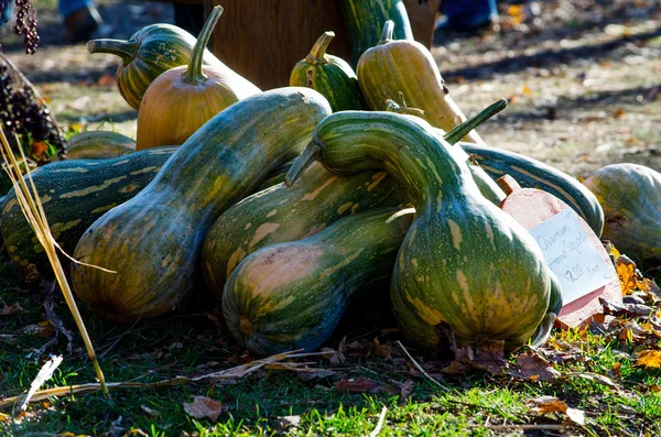 Färgglad höst kalebasser — Stockfoto