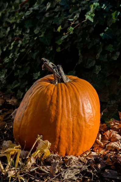 Perfect pumpkin for a jack o lantern — Stock Photo, Image