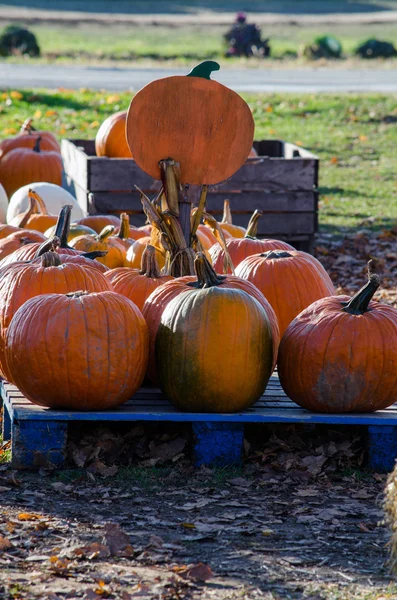 Calabazas de naranja en venta —  Fotos de Stock