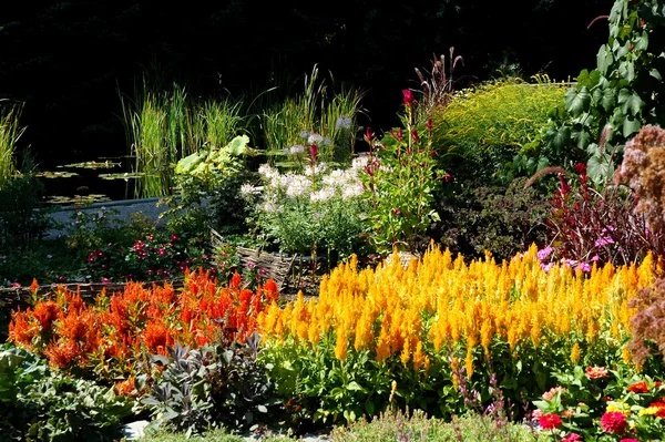 Färgstark blomma trädgård — Stockfoto