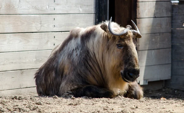 Takin, Latinský název - budorcas taxicolor — Stock fotografie