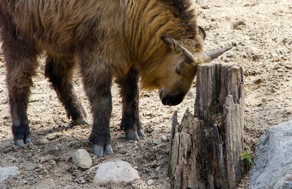 Takin animal rubbing horns — Stock Photo, Image