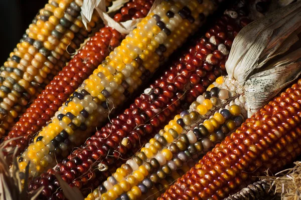 多彩的秋天印度玉米 — 图库照片