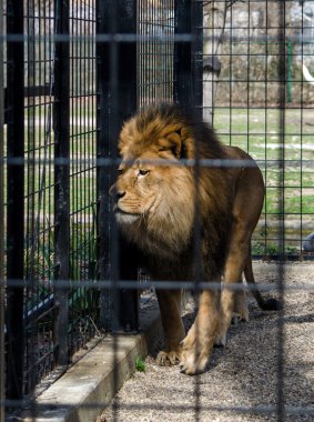 Captive lion in a cage