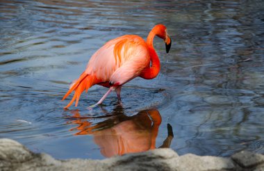 Akşam yemeği için Flamingo Looking
