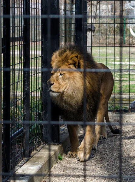 Captive lion in a cage — Stock Photo, Image