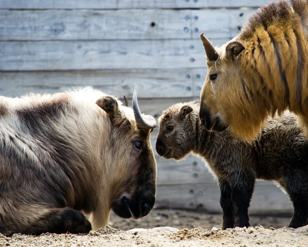 Takin family portrait: Hi dad! — Stock Photo, Image