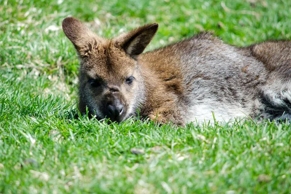 Kangoeroe rusten in het gras — Stockfoto