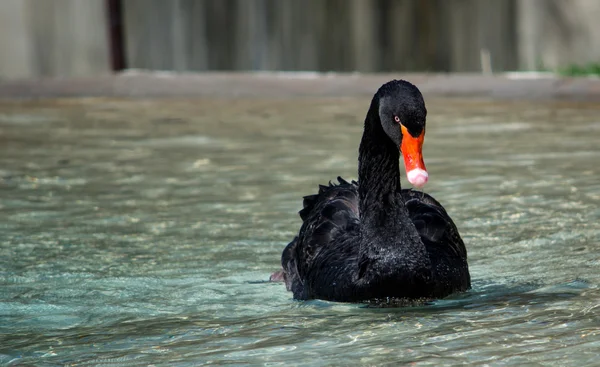 Cisne preto na água — Fotografia de Stock