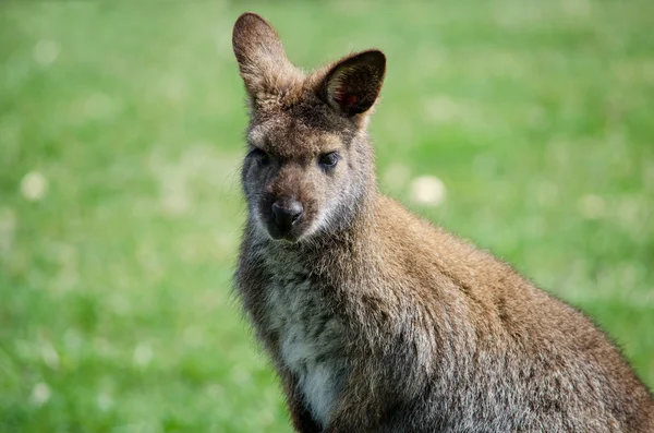 Молодой кенгуру — стоковое фото