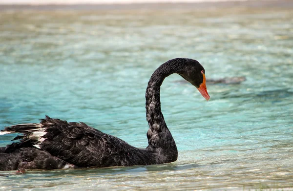 Cisne Negro Natação — Fotografia de Stock