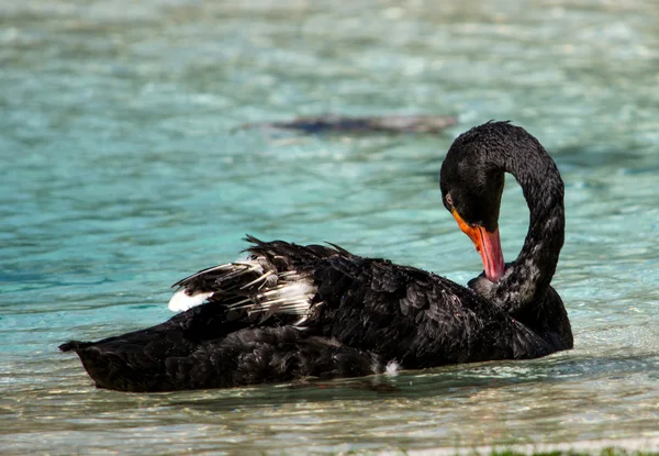 Černá labuť čeledín peří — Stock fotografie
