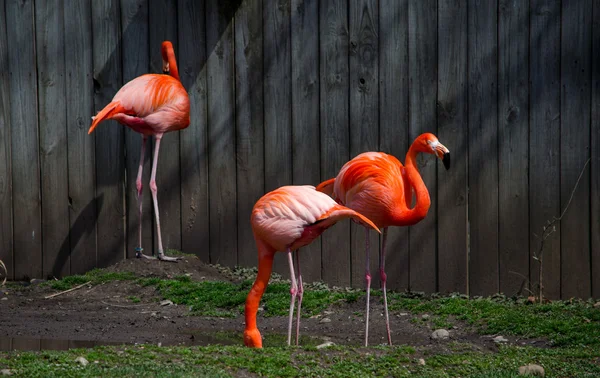 Trio von rosa Flamingos — Stockfoto