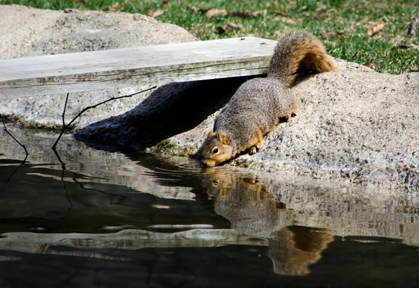 Eichhörnchen trinkt aus einem Teich — Stockfoto