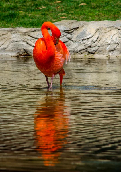 Flamingo péče — Stock fotografie