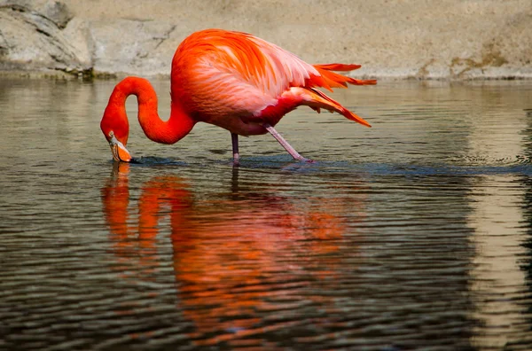 Reflexão do flamingo — Fotografia de Stock