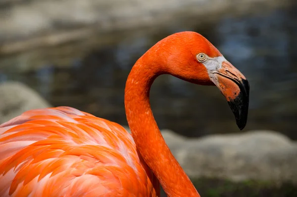 Фламинго крупным планом — стоковое фото