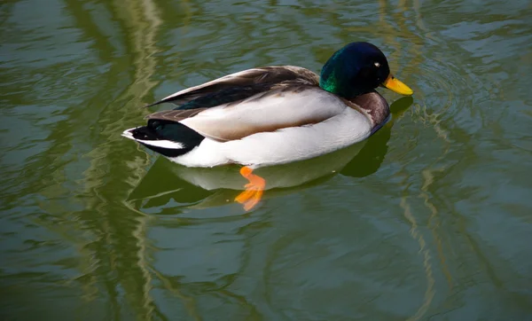 One Mallard duck Stock Photo