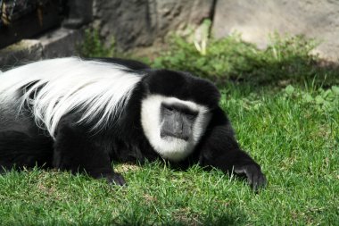 Colobus monkey having a bad day clipart