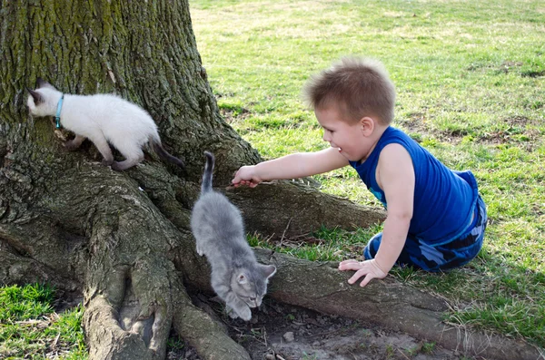 Boy and pet kittens — Stock Photo, Image