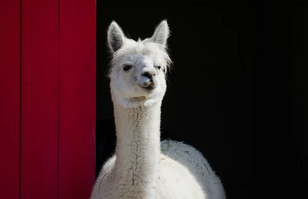 Happy Llama — Stock Photo, Image