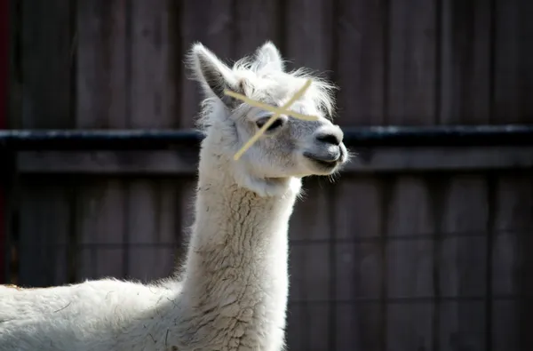 Porträt eines Lamas — Stockfoto