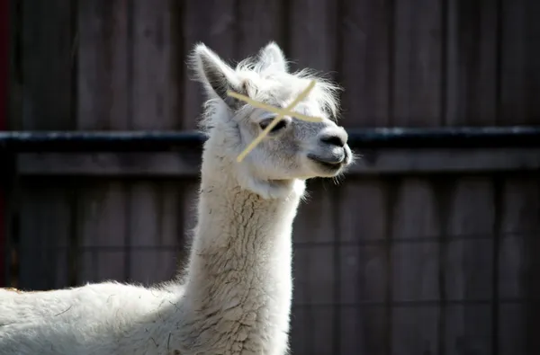 Portrait of a Llama — Stock Photo, Image