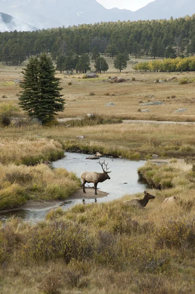 Alce em Colorado — Fotografia de Stock