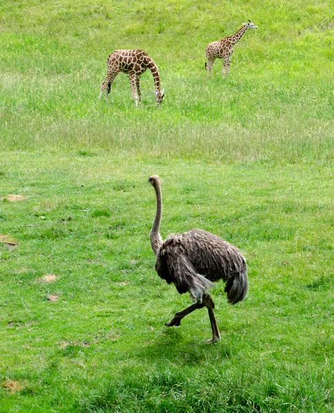 Avestruz e girafas — Fotografia de Stock