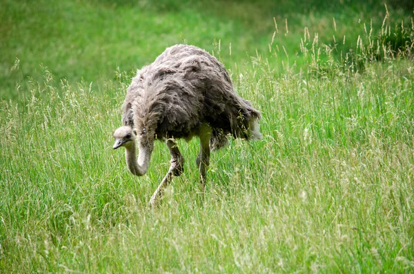 Ostrich on the hunt — Stock Photo, Image