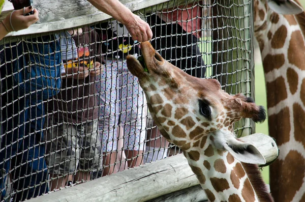 Giraffe da accarezzare — Foto Stock