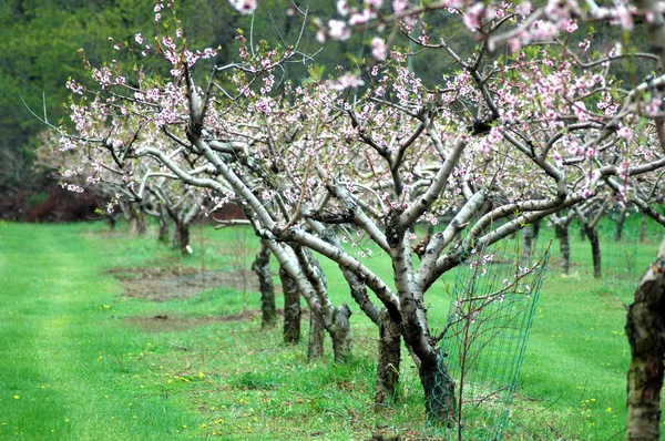 Bahar meyve bahçesi — Stok fotoğraf